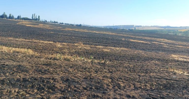100 dekar ekili arazi kül oldu