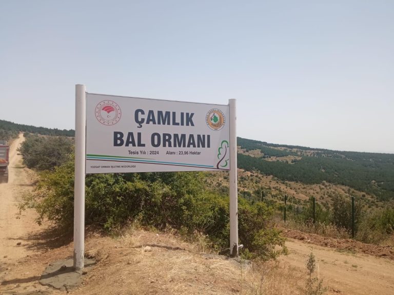 Çamlık Bal Ormanında yeni adımlar atıldı
