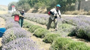 Lavanta üreticinin gözdesi oldu