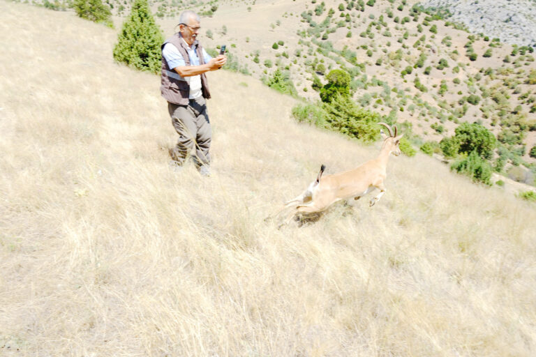Kazankaya Kanyonu’na 5 Dağ Keçisi salındı