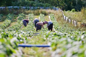 Çiftçilere 10 Bin 300 TL’ye kadar destekleme ödemesi