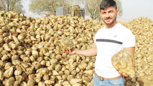 2024 yılı şeker pancarı alım fiyatı belli oldu