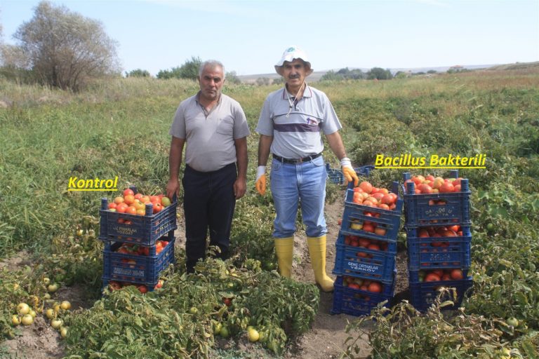 Bacillus bakterisi ile domates veriminde yüzde 40 artış sağlandı