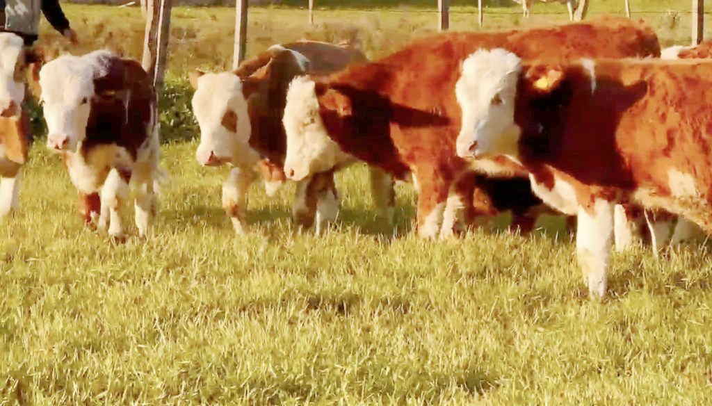 Önemli proje ile 4 binin üzerinde hayvan kurtarıldı