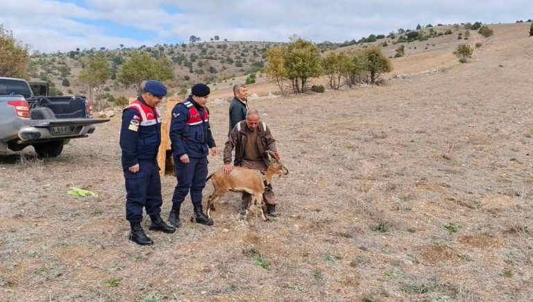 Kazankaya Kanyonu’na dağ keçisi bırakılıyor