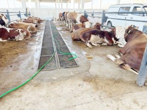 40 bin canlı hayvan tedarik edecek