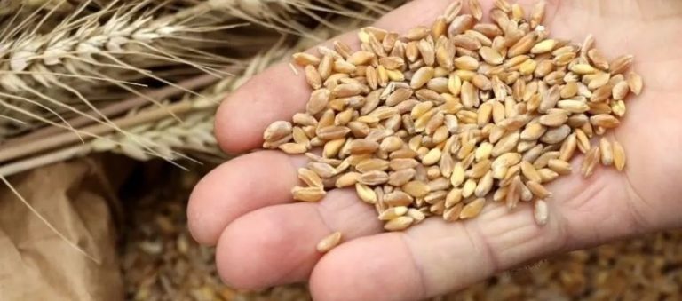  “Tohum ihracatı 17 milyon dolardan 327 milyon dolara çıktı”