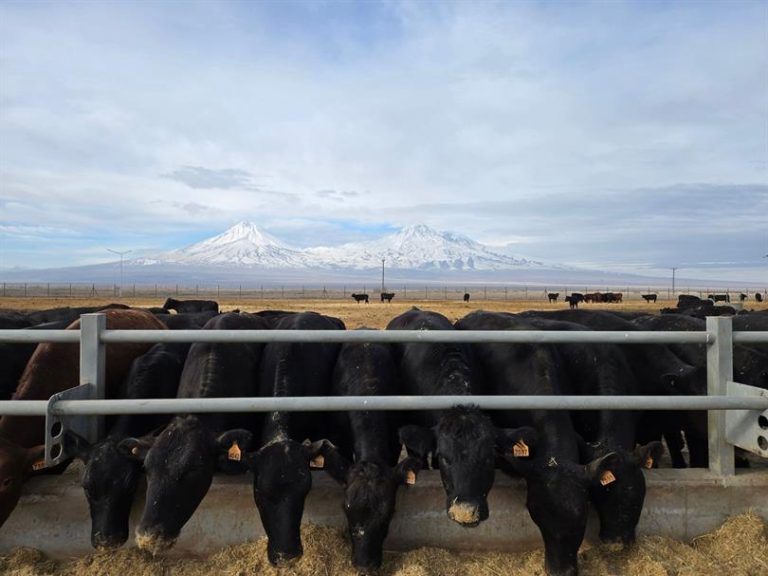Tarım ve Orman Bakanlığı’ndan hayvancılığa büyük destek