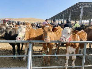 Türkiye genelinde hayvan pazarları geçici olarak kapatıldı