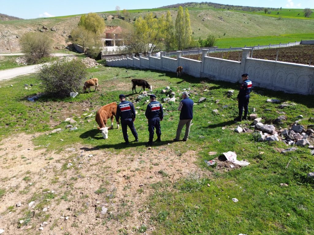 Kayıp 10 büyükbaş hayvan bulundu