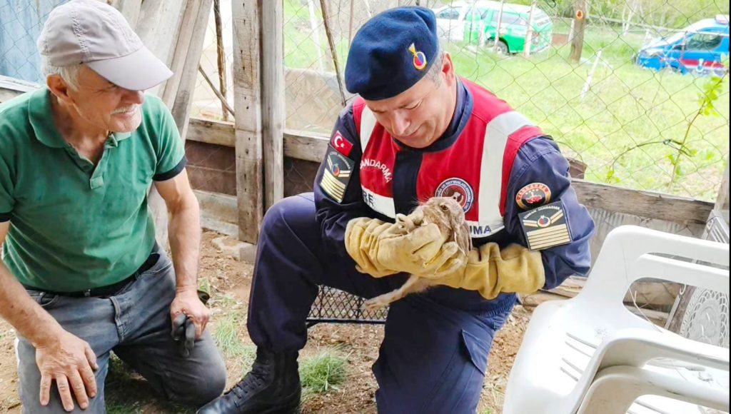 Yaban tavşanı jandarma ekiplerince kurtarıldı
