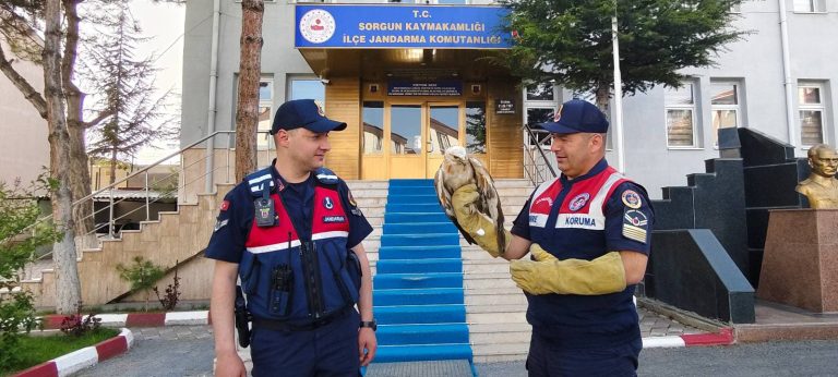 Yaralı şahin jandarma tarafından kurtarıldı