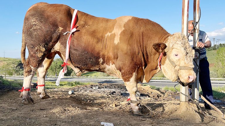 ‘Paşa’ 335 Bin TL’ye satıldı