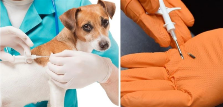 Köpek sahiplerine mikroçip uyarısı