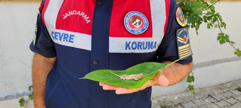 Bozkır keleri doğaya salındı