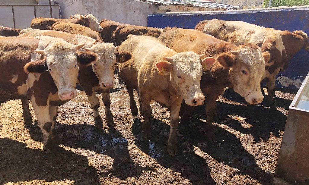 Yozgat’ta hayvan pazarları kapatıldı