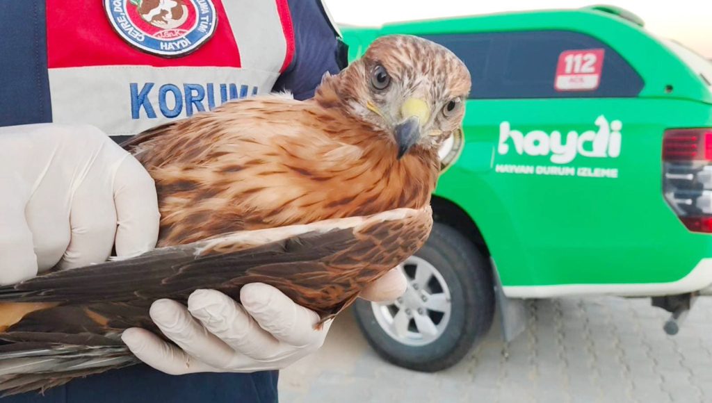 Yaralı şahin koruma altına alındı