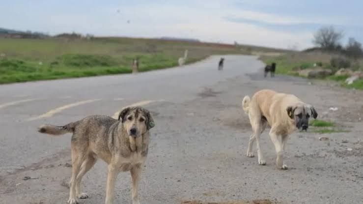 Sahipli hayvanını başıboş bırakana ağır cezalar