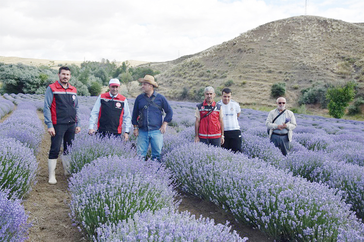 Lavanta hasadı başladı
