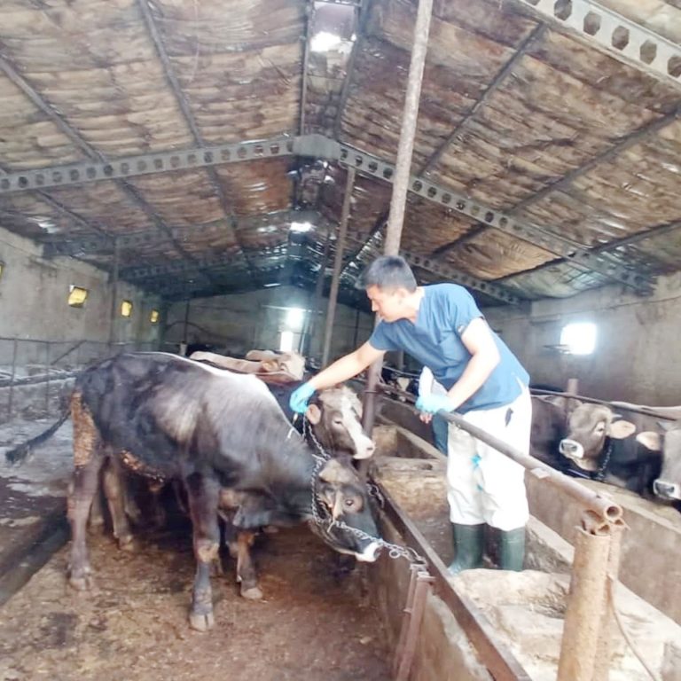 Yozgat’ta Şap Aşısı seferberliği
