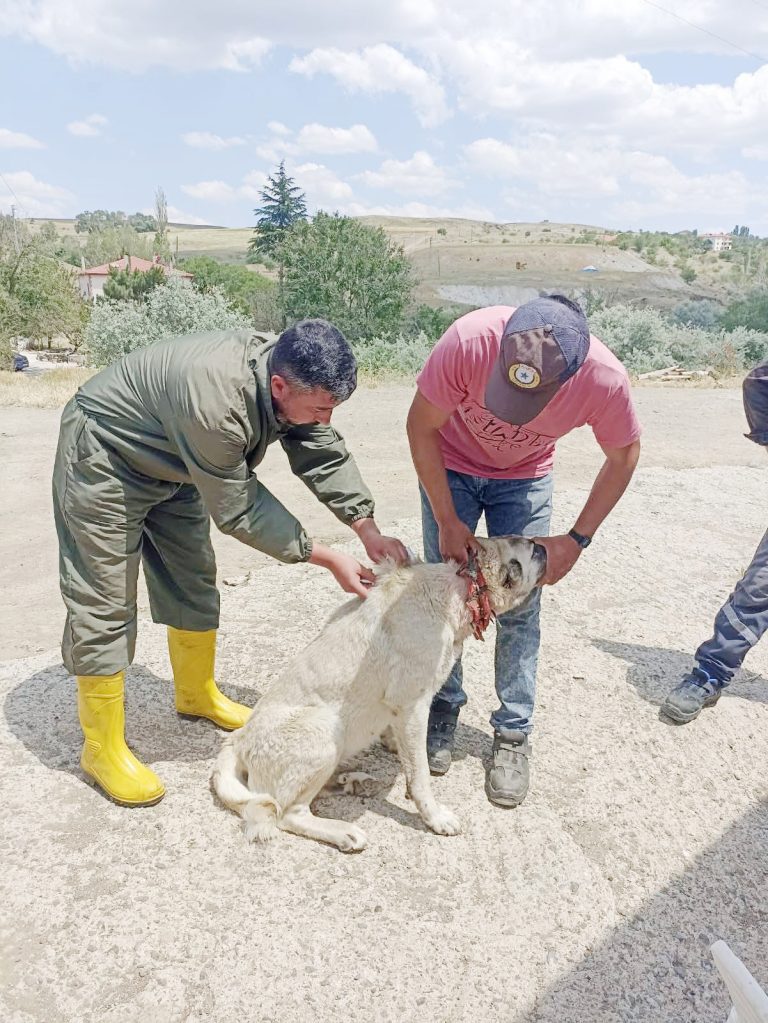 Kayıtsız köpeğe ceza kapıda
