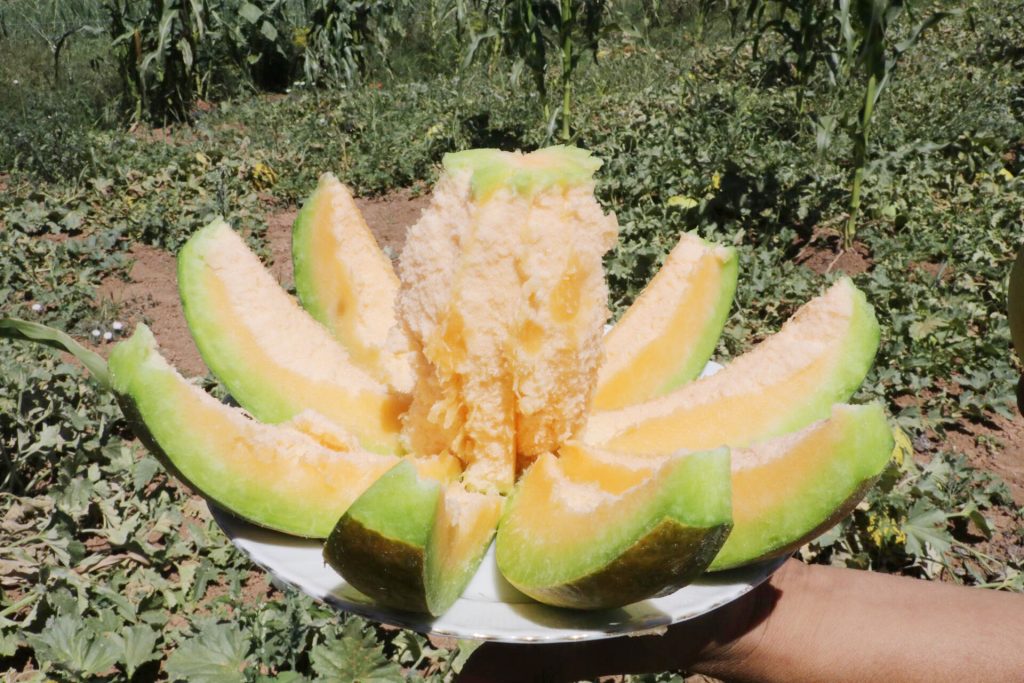 Yozgat’ın Tescilli Lezzeti Bağrıbütün Kavunu hasadı başladı