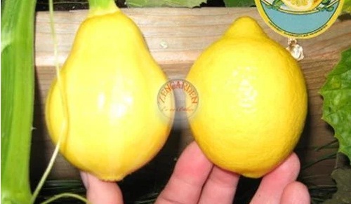 Limon zam şampiyonu, kabak ise en çok ucuzlayan ürün oldu