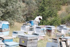 Yozgat’ta Bal Ormanı sayısı 17’ye yükseldi