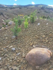 Yozgat’ta 739 bin fidan toprakla buluştu