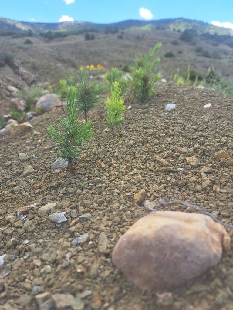 Yozgat’ta 739 bin fidan toprakla buluştu