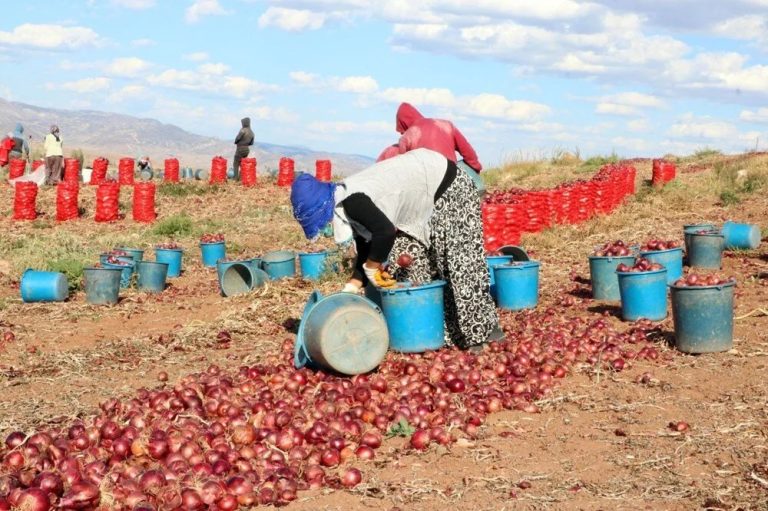 Aydıncık’ta soğan hasadı başladı