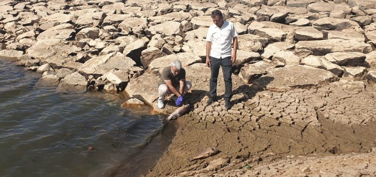 Balık ölümleri sebebi: Kuraklık ve oksijen yetersizliği