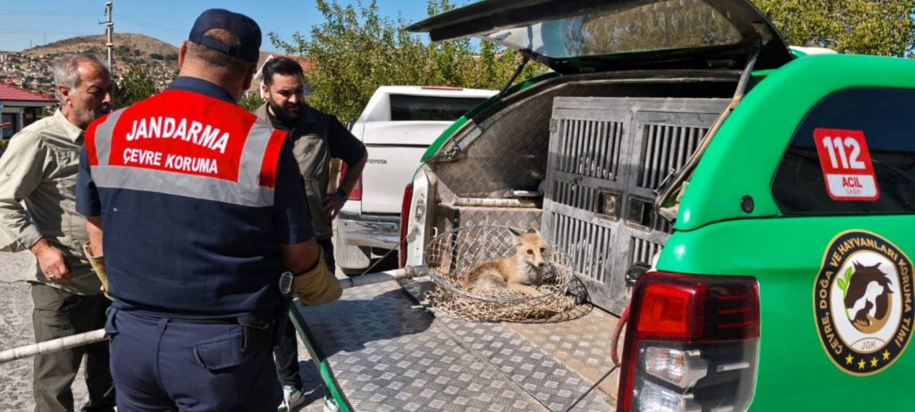 Jandarma ekipleri yaralı tilkiyi kurtardı