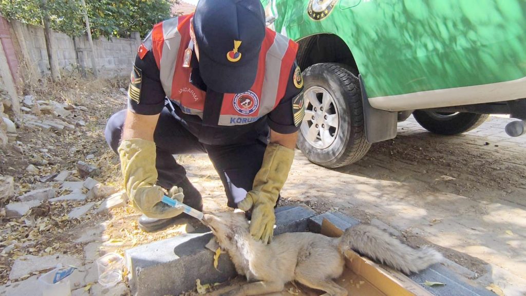 Jandarma yaralı tilkiye sahip çıktı