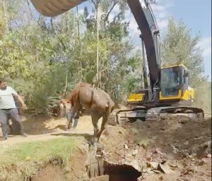 Kuyuya düşen inek iş makinesiyle kurtarıldı