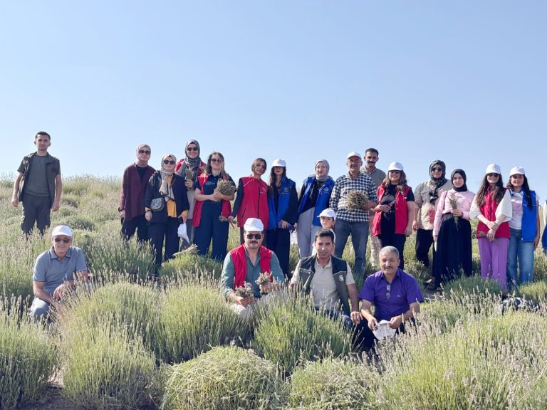 Mor Tarlalarda Hasat Coşkusu