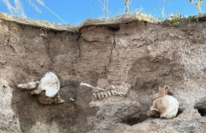 Boğazlıyan’da topraktan insan kemiği çıktı