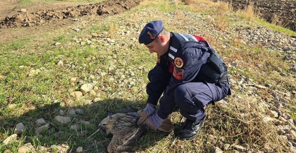 Bitkin düşen yırtıcı kuş koruma altına alındı