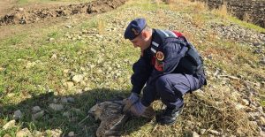 Bitkin düşen yırtıcı kuş koruma altına alındı