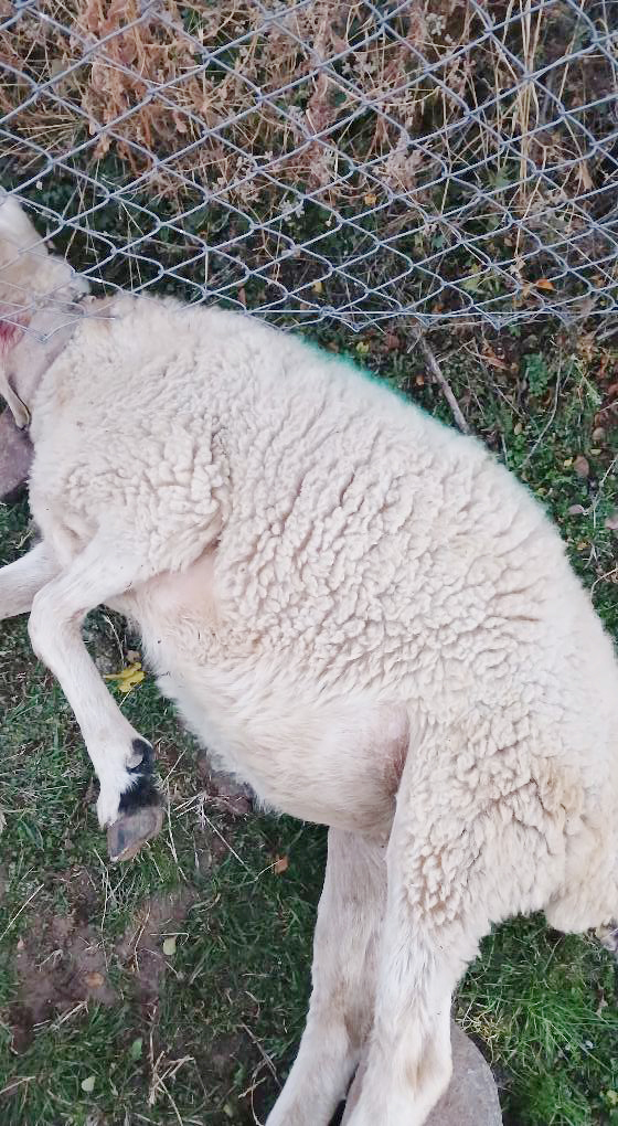 Kurtlar koyunlara saldırdı: 11 hayvan telef oldu