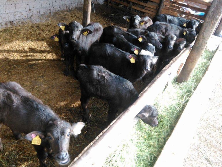 Yozgat’ta manda yetiştiriciliği canlanıyor