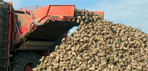 Pancar alım fiyatı açıklandı