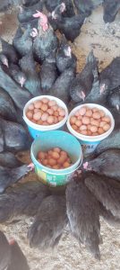 Tavuk eti üretimi artarken yumurta üretimi düştü