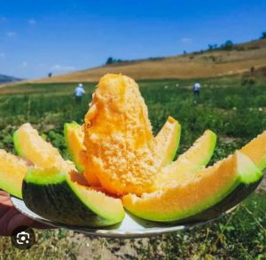 Bağrıbütün Kavunu “Kavunella” markasıyla raflara hazırlanıyor