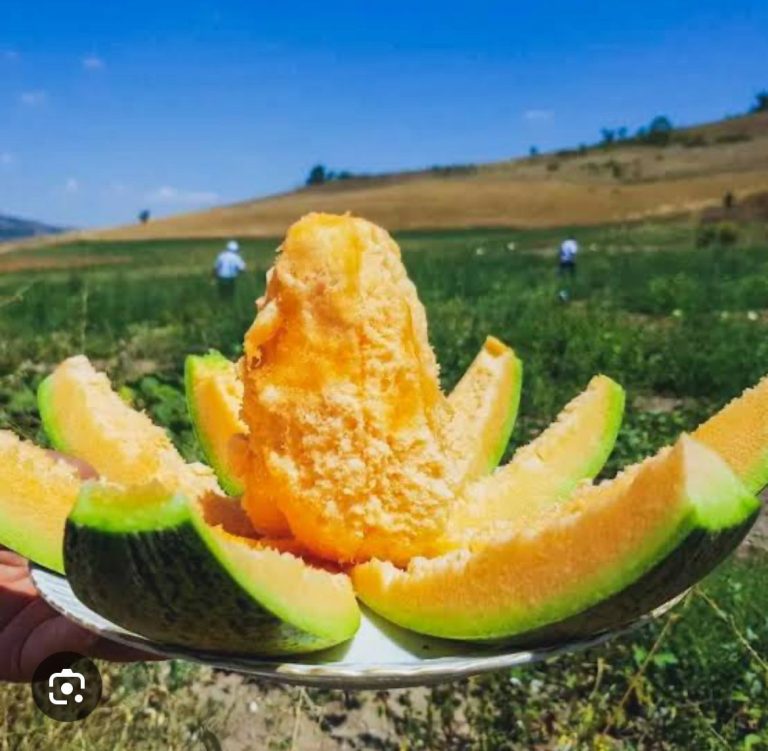 Bağrıbütün Kavunu “Kavunella” markasıyla raflara hazırlanıyor