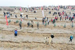 Binlerce fidan toprakla buluştu