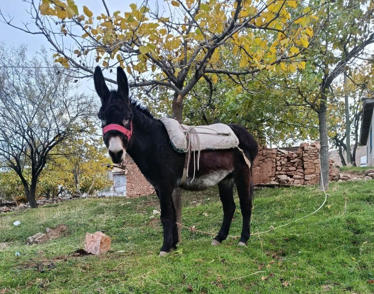 Sayıları yüzde 90 eridi