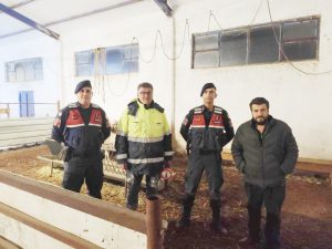 Kaybolan küçükbaş hayvanlar jandarma tarafından bulundu