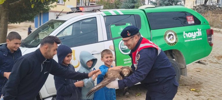 VİDEOLU HABER Yaralı kızıl şahin jandarma tarafından koruma altına alındı