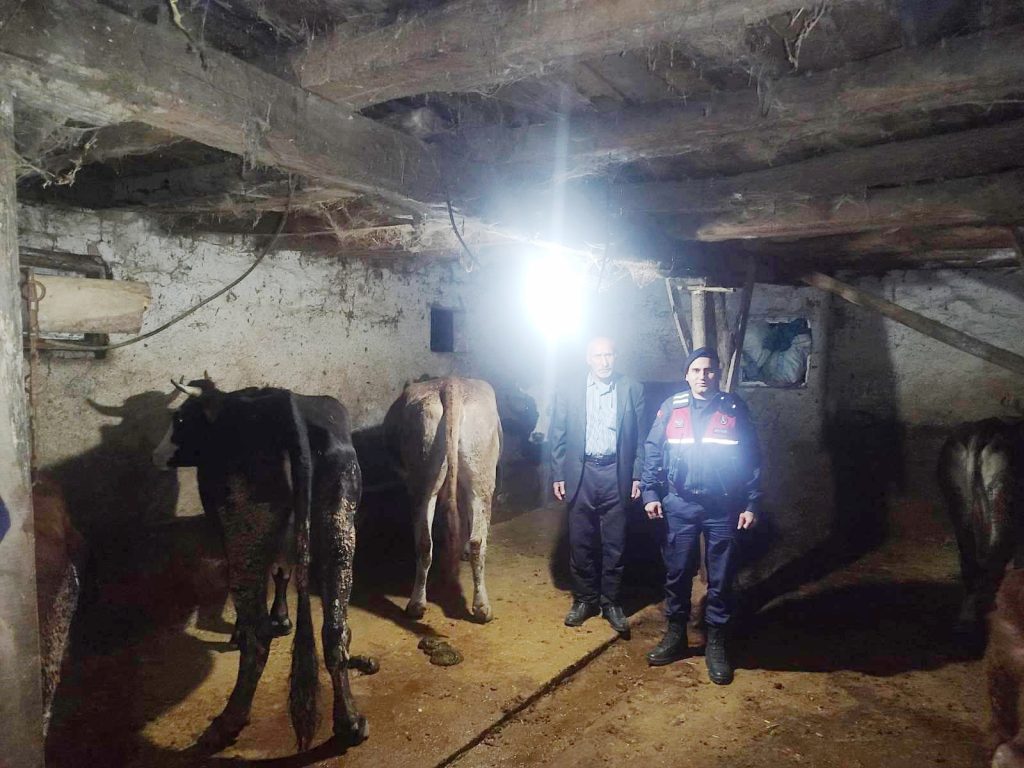 Kaybolan 5 büyükbaş hayvan ormanda bulundu